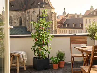 Pěstujte čerstvou zeleninu i na malém balkoně